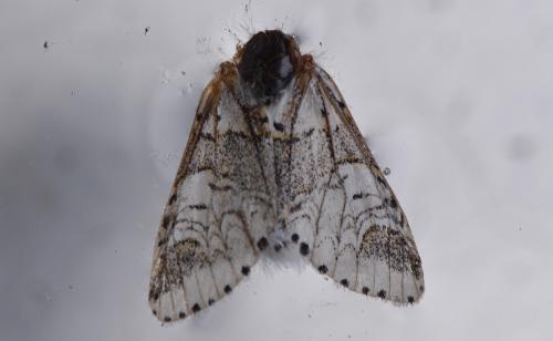 Furcula furcula